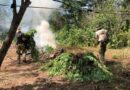 PF destroi plantação de maconha em Grajaú, na região Central do Estado