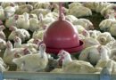 China, UE e Argentina suspendem compras de carne de frango do Brasil